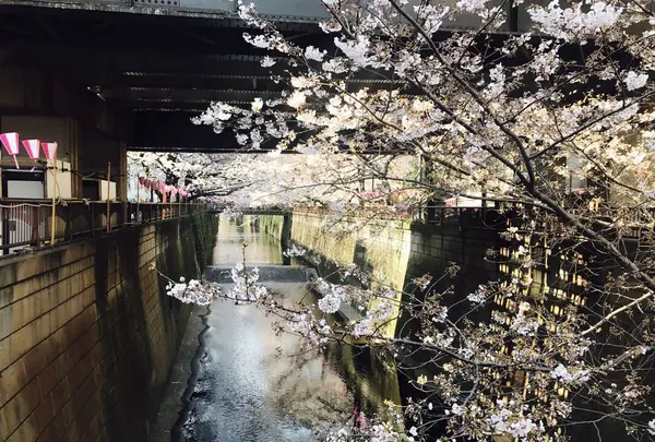 目黒川の写真・動画_image_226878