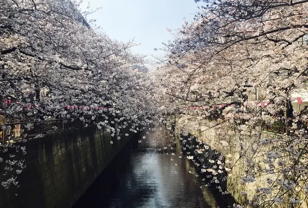 目黒川の写真・動画_image_226879