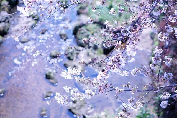 山崎川四季の道の写真・動画_image_226900