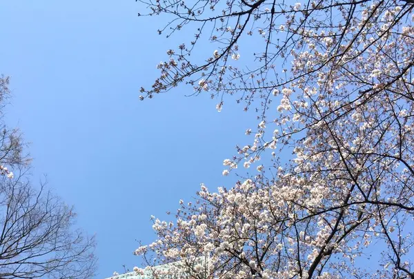 愛宕神社の写真・動画_image_226933