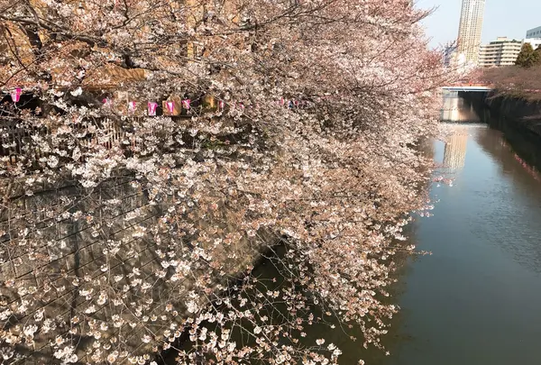 目黒川の写真・動画_image_227043