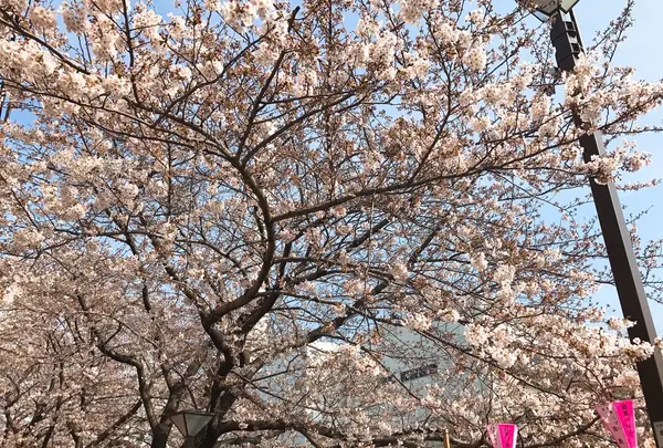 目黒川の写真・動画_image_227044