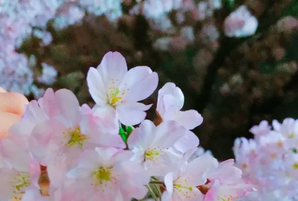 皇居の写真・動画_image_227185