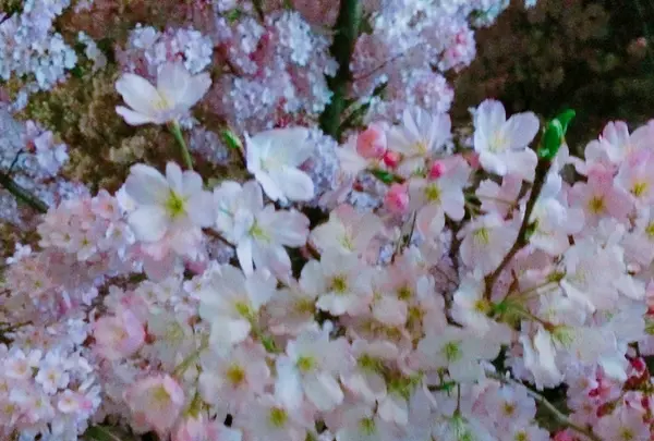皇居の写真・動画_image_227186