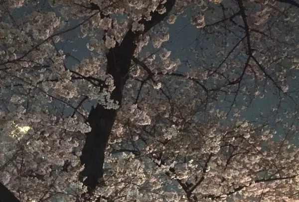 目黒川の桜並木の写真・動画_image_227229