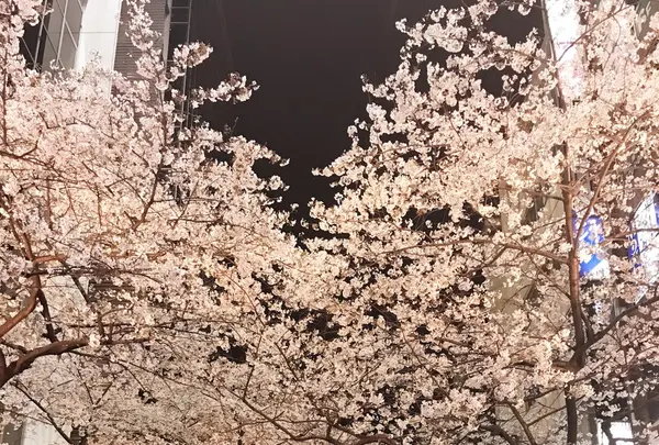 八重洲の写真・動画_image_227409
