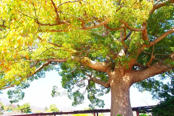 伊豆高原駅 伊豆急行の写真・動画_image_227506