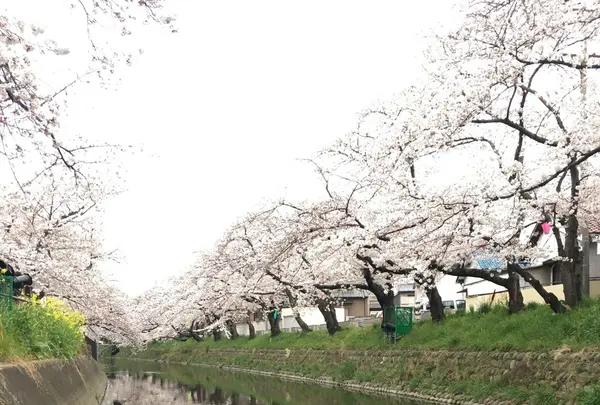 五条川の写真・動画_image_227652