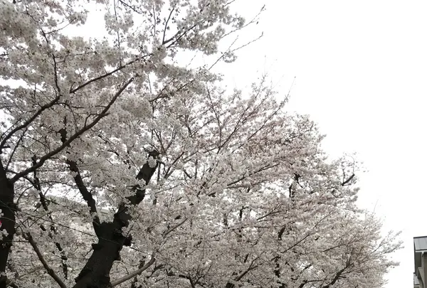 五条川の写真・動画_image_227653