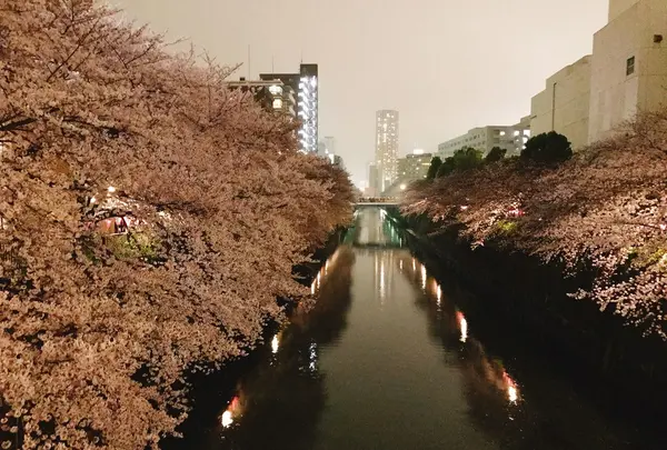 目黒川の写真・動画_image_227835