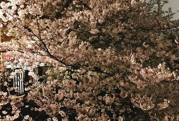 目黒川の写真・動画_image_227836