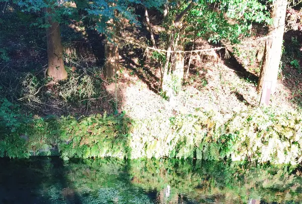 白川水源の写真・動画_image_227949