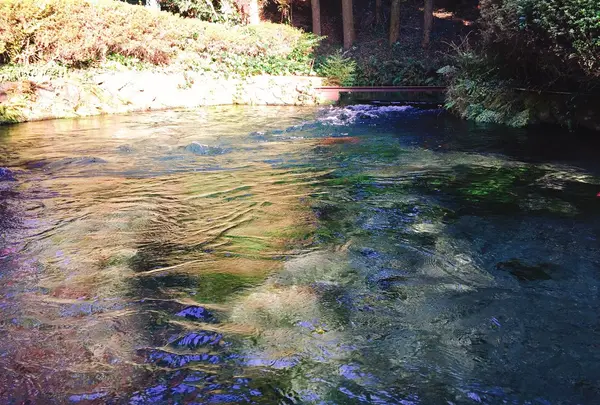 白川水源の写真・動画_image_227950
