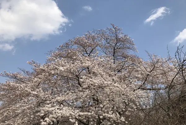 さいたま市　市民の森の写真・動画_image_227965