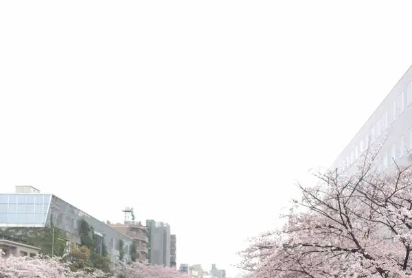 コトリパンの写真・動画_image_227978