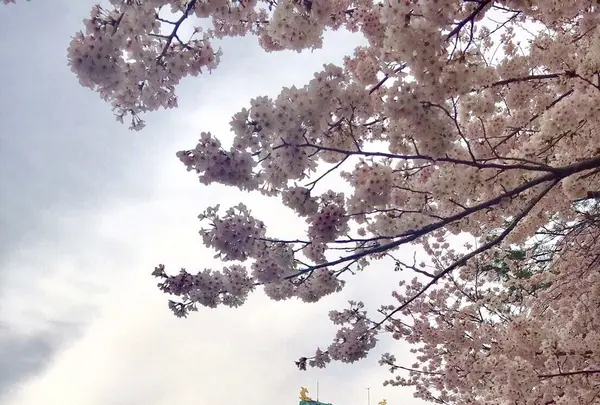 名古屋城の写真・動画_image_228257
