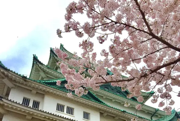 名古屋城の写真・動画_image_228260