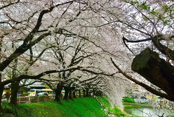 名古屋城の写真・動画_image_228261