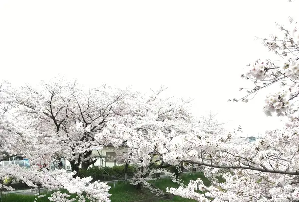 幡山保育園の写真・動画_image_228324