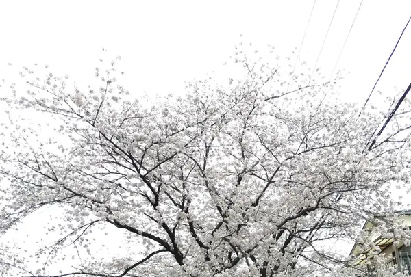 幡山保育園の写真・動画_image_228325