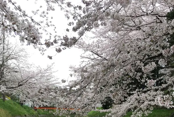幡山保育園の写真・動画_image_228326