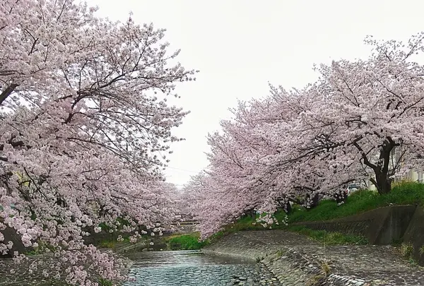 幡山保育園の写真・動画_image_228329