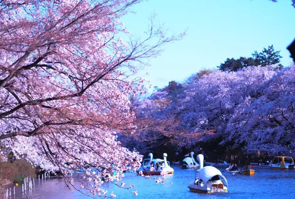 井の頭恩賜公園の写真・動画_image_228413