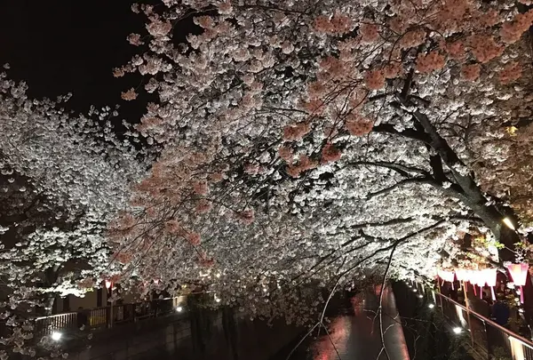 目黒川の写真・動画_image_228453