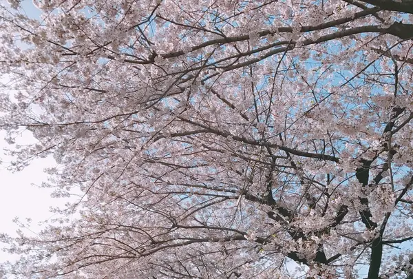 目黒清掃工場 緩衝緑地の写真・動画_image_228579