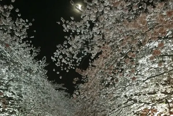 目黒川の写真・動画_image_228622