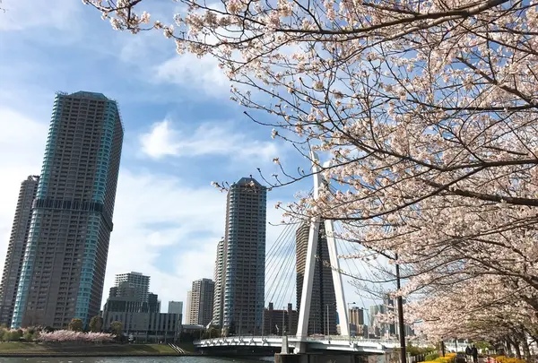 中央大橋の写真・動画_image_228642