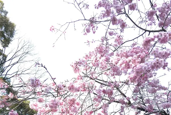 定光寺公園の写真・動画_image_228859