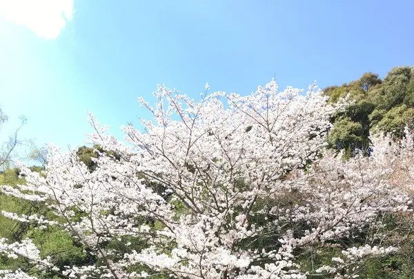 定光寺公園の写真・動画_image_228860