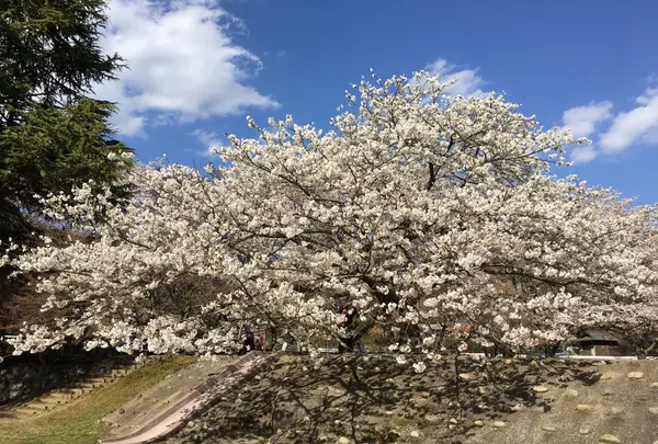 定光寺公園の写真・動画_image_228862