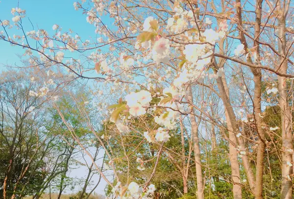 神奈川県立茅ヶ崎里山公園の写真・動画_image_228874