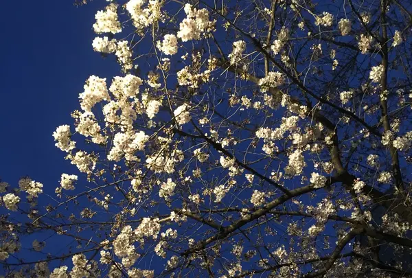 八雲の写真・動画_image_228989