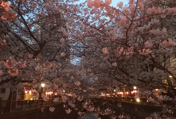 八雲の写真・動画_image_228991