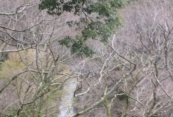 小田原城の写真・動画_image_229093