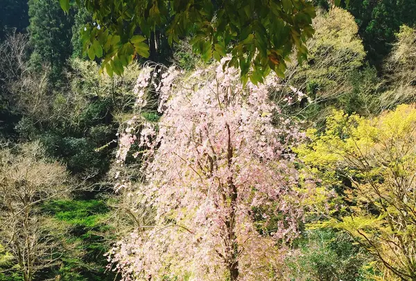 東府やベーカリー＆カフェの写真・動画_image_229672