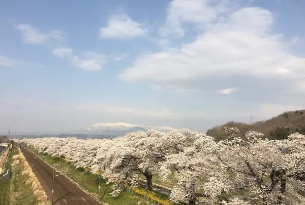 船岡城址公園の写真・動画_image_230675