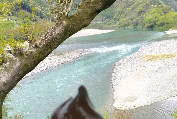 高知アイス売店の写真・動画_image_230741