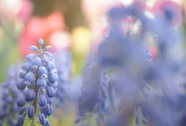 国営昭和記念公園の写真・動画_image_231480