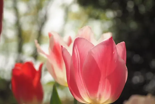 国営昭和記念公園の写真・動画_image_231481