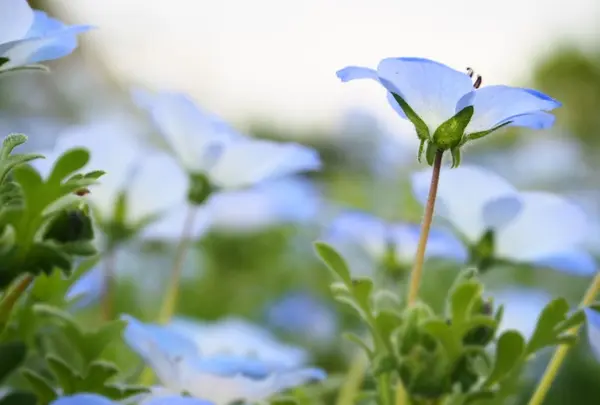 国営昭和記念公園の写真・動画_image_231482