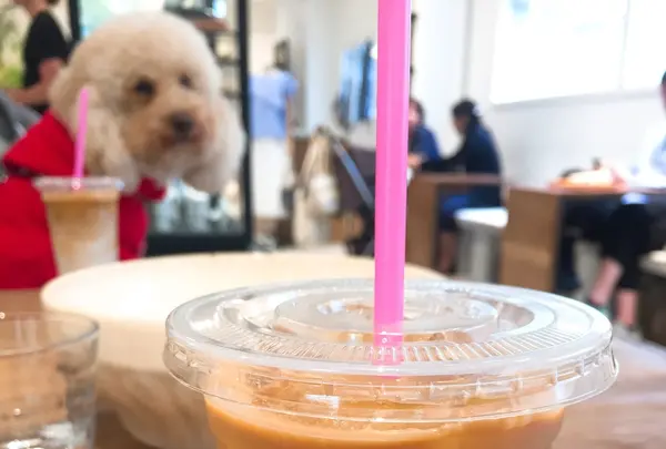 Jaho Coffee at Plain Peopleの写真・動画_image_231865