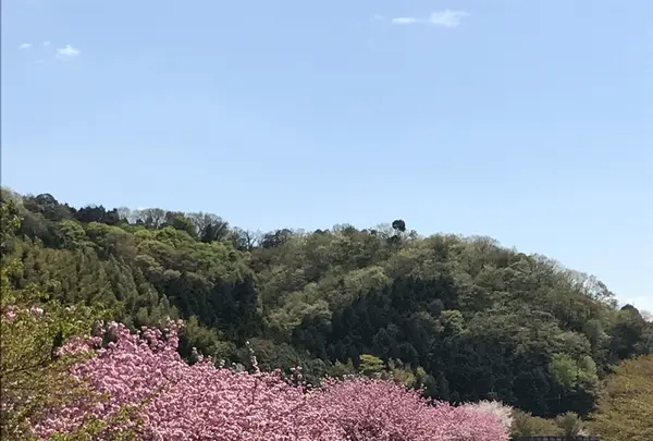 下板井のシャクナゲの写真・動画_image_232298
