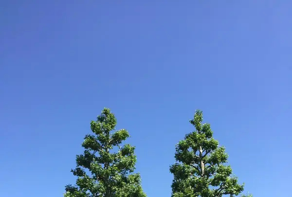新宿御苑の写真・動画_image_232388