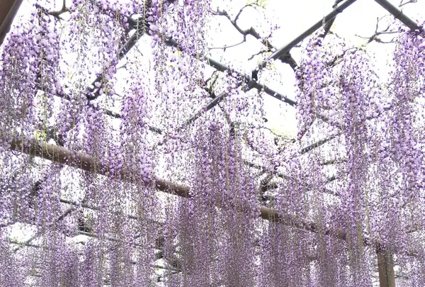 曼荼羅寺の写真・動画_image_232812
