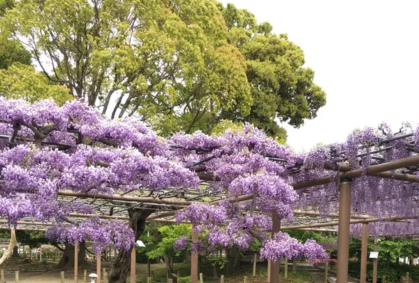 曼荼羅寺の写真・動画_image_232814
