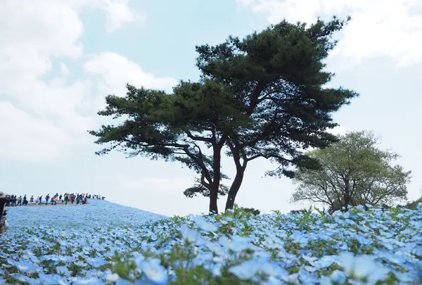 国営ひたち海浜公園の写真・動画_image_233089